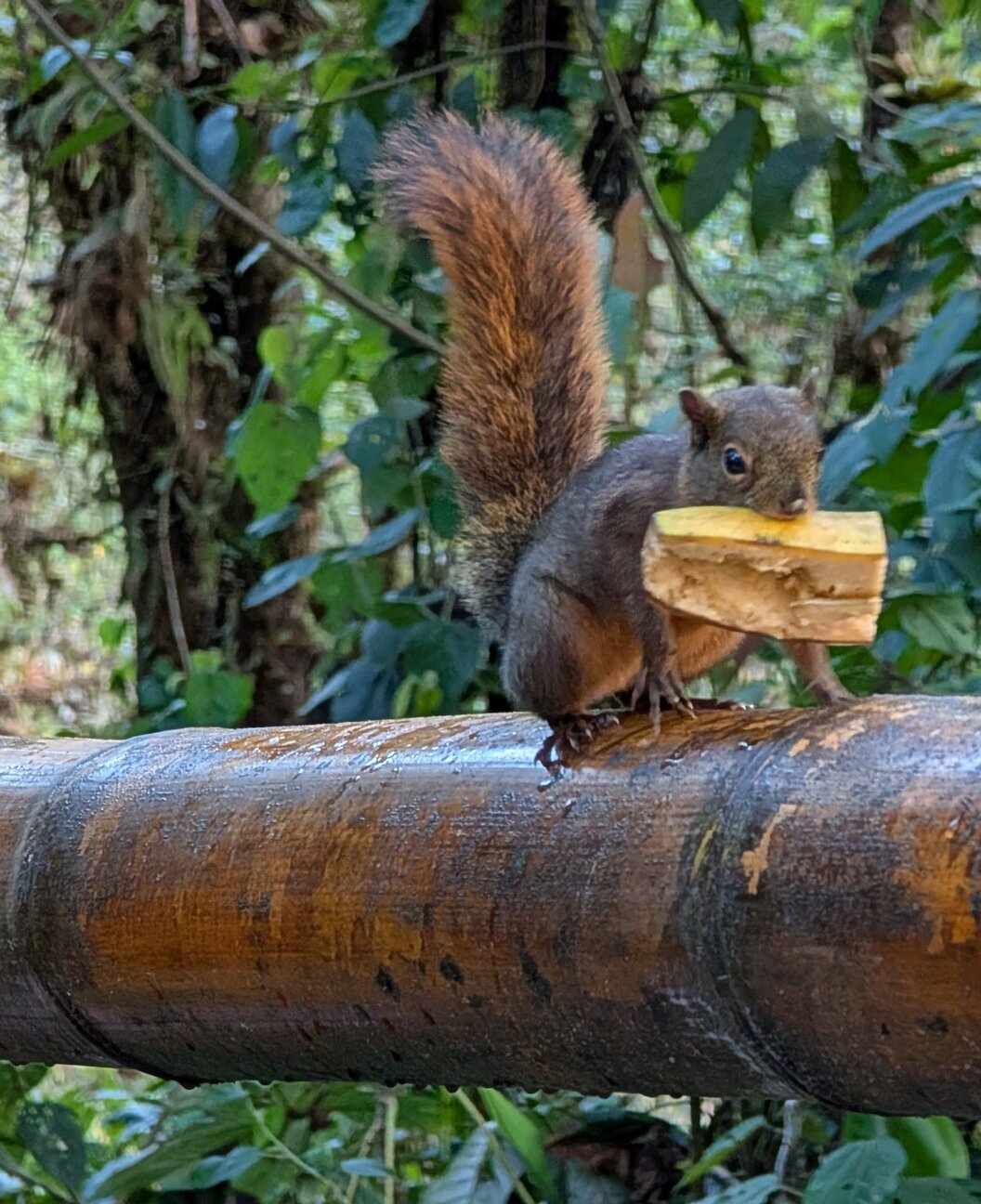 Bellavista - brutale eekhoorn