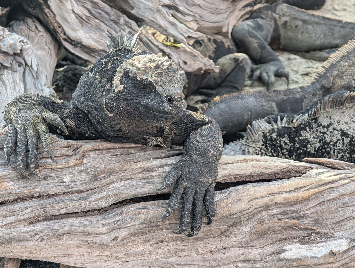 Zee iguana