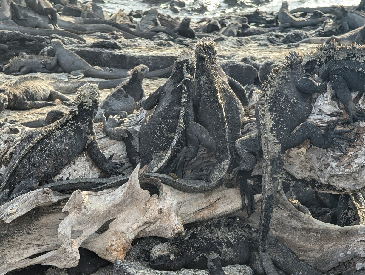 Zee iguanas