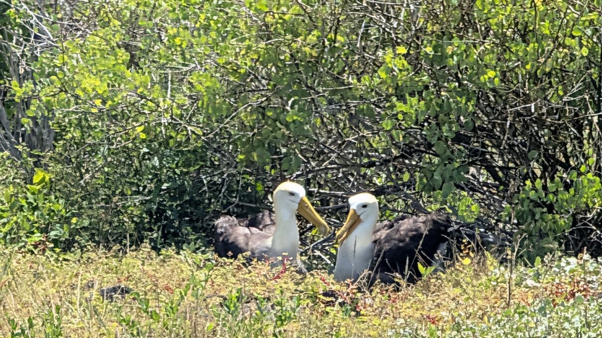 San Cristobal 360 Albatros