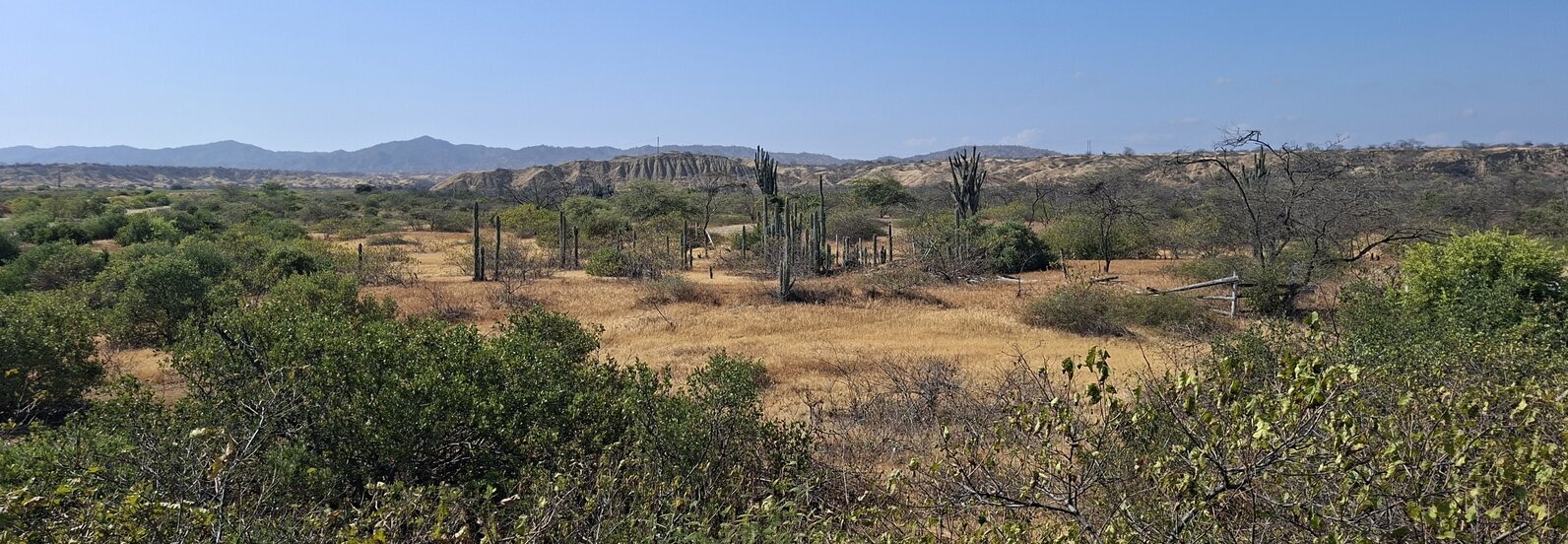 Een echt woestijnbeeld met cacti
