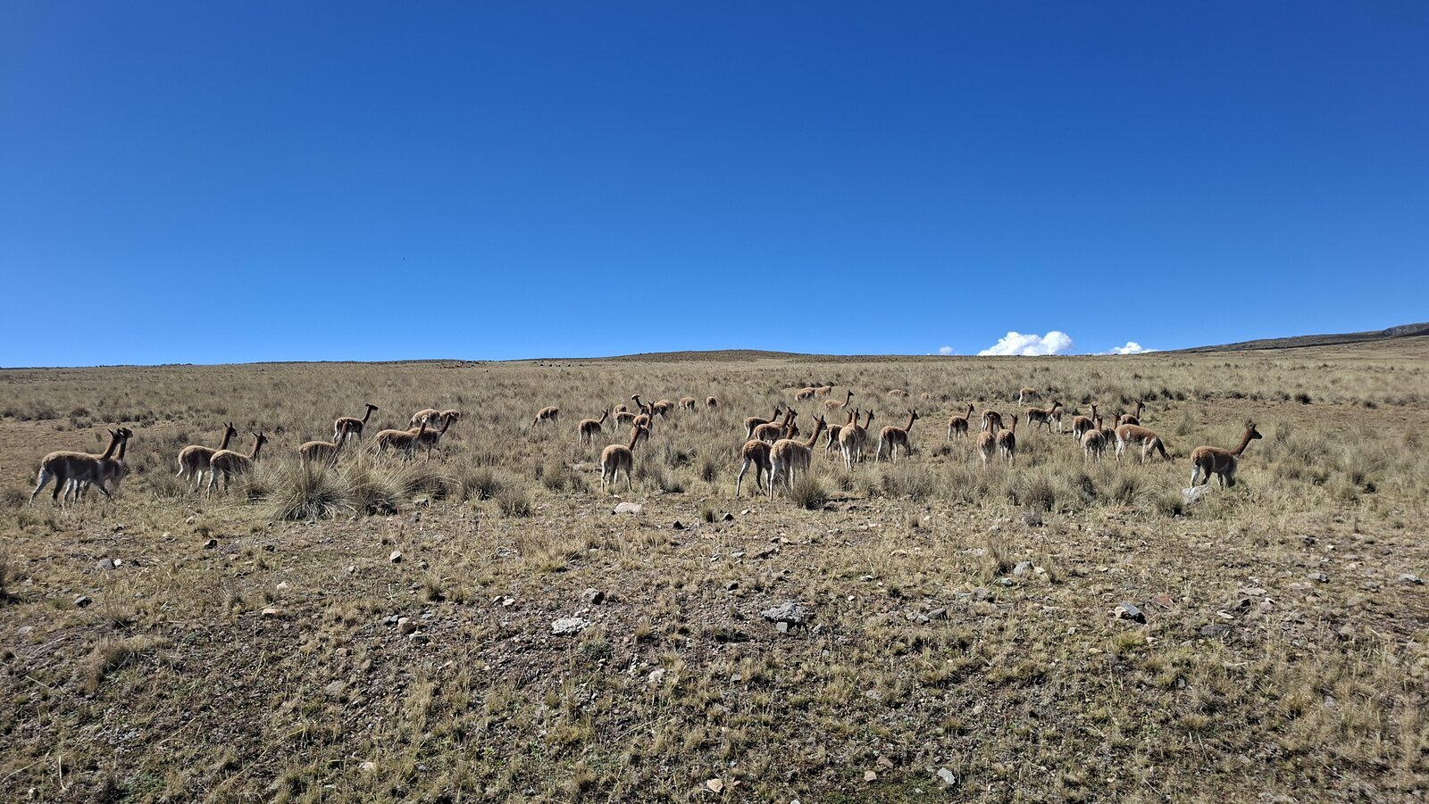 Vicuñas !