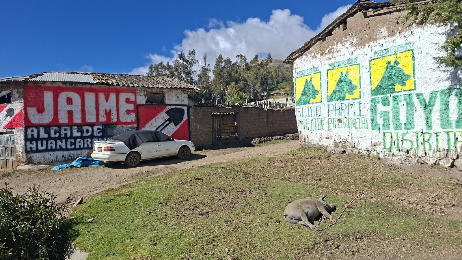 Peru, het land van de eeuwige verkiezingen, en een mooie analogie tussen politicus en dit boerderijdier ?